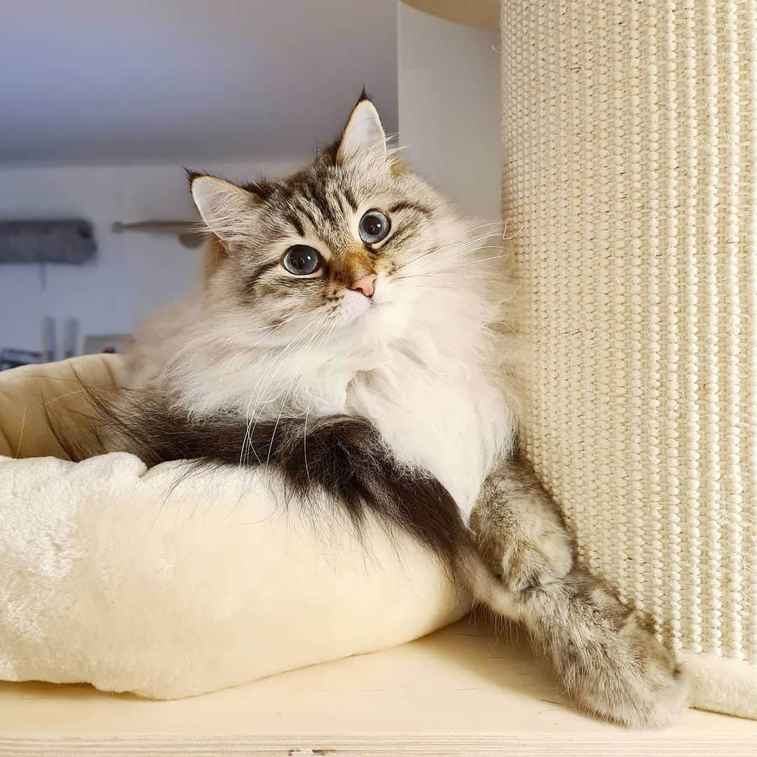 Floraのインスタグラム：「Me 5 seconds after the cat tree was installed 😻😻😻  #catsoﬁnstagram #summer#cat#igcutest_animals #cat_features #cutepetclub #fluffypack #katt #bestmeow  #weeklyfluff #meow #AnimalAddicts #kittycat #cat #cats #kitten #kittens #kawaii #instacat #calico #neko #winter #december #2020 #sibiriskkatt #siberiancat」