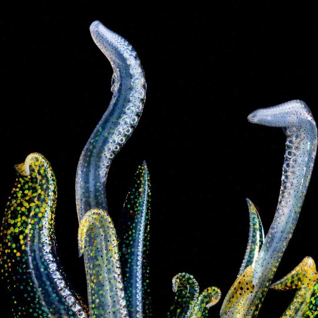 Nikon Australiaさんのインスタグラム写真 - (Nikon AustraliaInstagram)「"It’s no secret that Cephalopods are one of my favourite subjects to shoot.   This is a selection of abstract images from a small bay squid I was night diving with a few months ago in Wollongong Harbour. It was about the size of a plum and like a proper little cartoon character it had bags of colour and attitude.   Rather than shoot the usual squid portrait pictures I've made so many times before I decided to shoot something a little more abstract. By using the NIKKOR 60mm Micro lens and gently approaching this squid I managed to get in really close for these detailed images." - @mattysmithphoto   Camera: Nikon Z 7 Lens: AF-S Micro NIKKOR 60mm f/2.8G ED Settings: f/32  1/25s  ISO 125  #Nikon #MyNikonLife #NikonAustralia #NikonZ6 #Z6 #ZSeriesAU #UnderwaterPhotography #AbstractPhotography #Cephalopod #uwphoto #uwmacro #Squid」1月28日 14時00分 - nikonaustralia