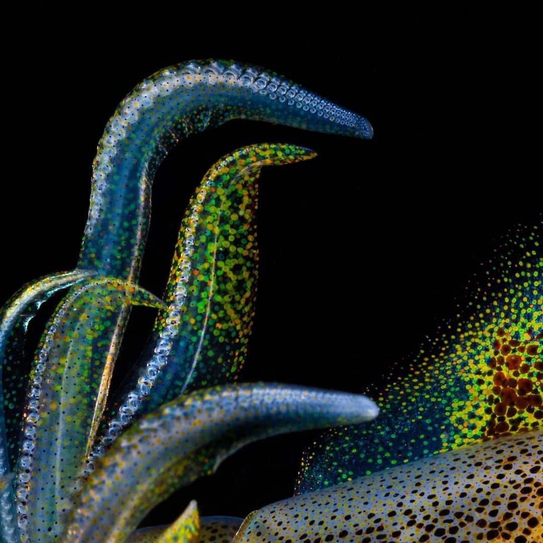 Nikon Australiaさんのインスタグラム写真 - (Nikon AustraliaInstagram)「"It’s no secret that Cephalopods are one of my favourite subjects to shoot.   This is a selection of abstract images from a small bay squid I was night diving with a few months ago in Wollongong Harbour. It was about the size of a plum and like a proper little cartoon character it had bags of colour and attitude.   Rather than shoot the usual squid portrait pictures I've made so many times before I decided to shoot something a little more abstract. By using the NIKKOR 60mm Micro lens and gently approaching this squid I managed to get in really close for these detailed images." - @mattysmithphoto   Camera: Nikon Z 7 Lens: AF-S Micro NIKKOR 60mm f/2.8G ED Settings: f/32  1/25s  ISO 125  #Nikon #MyNikonLife #NikonAustralia #NikonZ6 #Z6 #ZSeriesAU #UnderwaterPhotography #AbstractPhotography #Cephalopod #uwphoto #uwmacro #Squid」1月28日 14時00分 - nikonaustralia