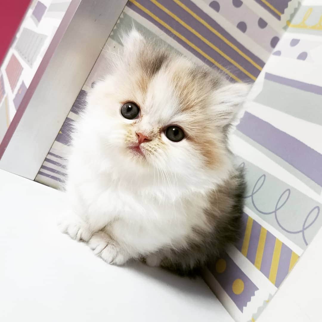 マンチカン(munchkin)キャットファーム大谷さんのインスタグラム写真 - (マンチカン(munchkin)キャットファーム大谷Instagram)「お客様にゃんこちゃん❤  #キャットファーム大谷#まんちかん#マンチカン#ネコ#こねこ#にゃんこ#猫ちゃん#ねこ部#ニャンスタグラム#猫#ねこ#子猫#モフモフ#モフモフねこ#ミヌエット#短足#ねこすたぐらむ#愛猫#かわいい#ふわもこ部#猫のいる暮らし#マンチカンブリーダー#ミヌエットブリーダー#cat#catsgram #catsofinstagram#instacat#picneko」1月28日 14時02分 - roytar222