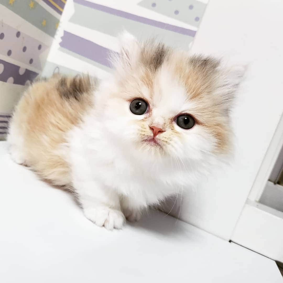 マンチカン(munchkin)キャットファーム大谷さんのインスタグラム写真 - (マンチカン(munchkin)キャットファーム大谷Instagram)「お客様にゃんこちゃん❤  #キャットファーム大谷#まんちかん#マンチカン#ネコ#こねこ#にゃんこ#猫ちゃん#ねこ部#ニャンスタグラム#猫#ねこ#子猫#モフモフ#モフモフねこ#ミヌエット#短足#ねこすたぐらむ#愛猫#かわいい#ふわもこ部#猫のいる暮らし#マンチカンブリーダー#ミヌエットブリーダー#cat#catsgram #catsofinstagram#instacat#picneko」1月28日 14時02分 - roytar222