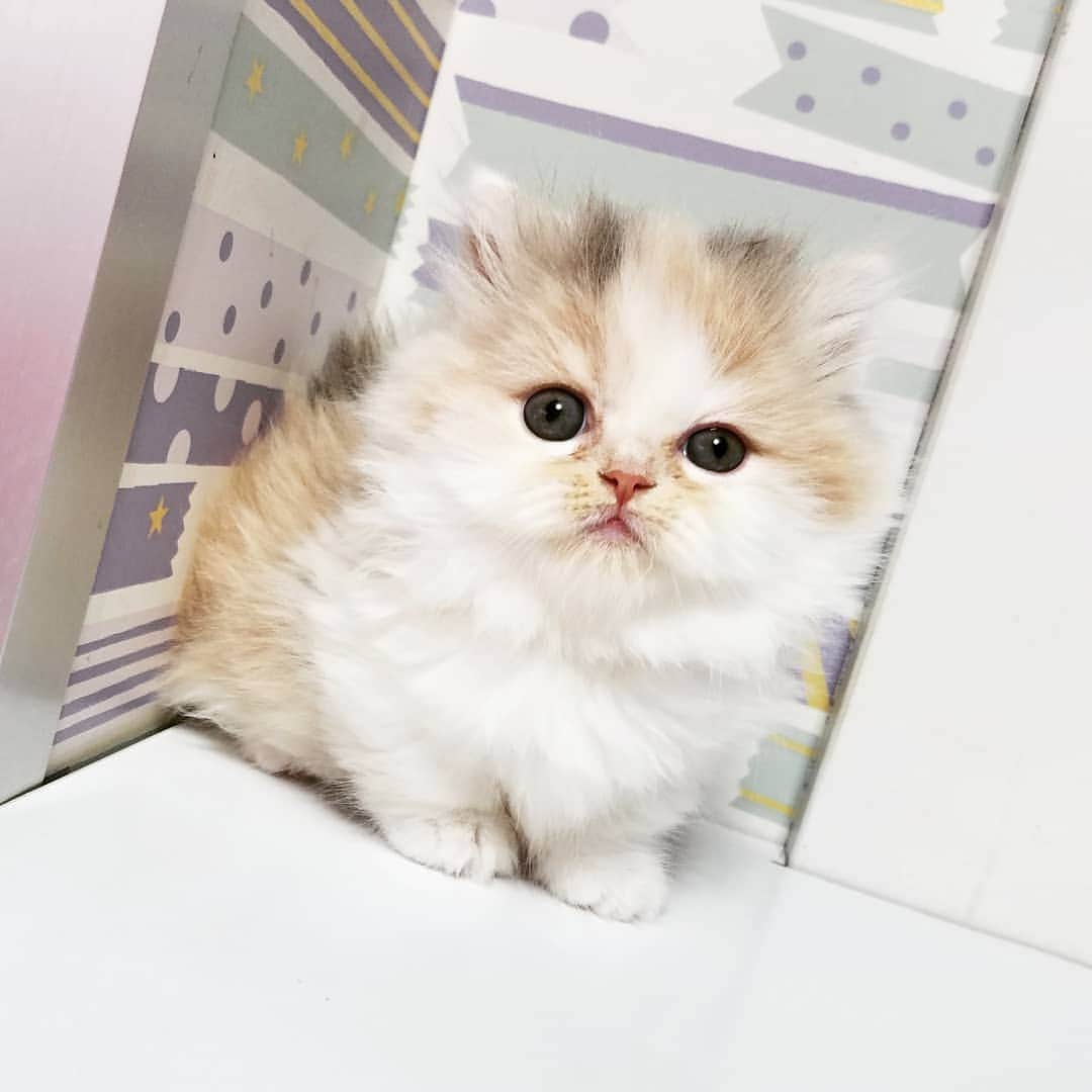 マンチカン(munchkin)キャットファーム大谷さんのインスタグラム写真 - (マンチカン(munchkin)キャットファーム大谷Instagram)「お客様にゃんこちゃん❤  #キャットファーム大谷#まんちかん#マンチカン#ネコ#こねこ#にゃんこ#猫ちゃん#ねこ部#ニャンスタグラム#猫#ねこ#子猫#モフモフ#モフモフねこ#ミヌエット#短足#ねこすたぐらむ#愛猫#かわいい#ふわもこ部#猫のいる暮らし#マンチカンブリーダー#ミヌエットブリーダー#cat#catsgram #catsofinstagram#instacat#picneko」1月28日 14時02分 - roytar222