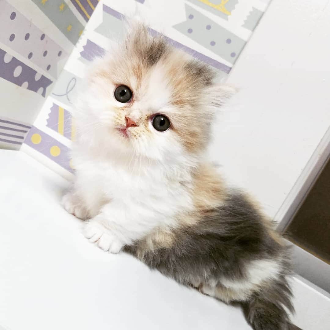マンチカン(munchkin)キャットファーム大谷さんのインスタグラム写真 - (マンチカン(munchkin)キャットファーム大谷Instagram)「お客様にゃんこちゃん❤  #キャットファーム大谷#まんちかん#マンチカン#ネコ#こねこ#にゃんこ#猫ちゃん#ねこ部#ニャンスタグラム#猫#ねこ#子猫#モフモフ#モフモフねこ#ミヌエット#短足#ねこすたぐらむ#愛猫#かわいい#ふわもこ部#猫のいる暮らし#マンチカンブリーダー#ミヌエットブリーダー#cat#catsgram #catsofinstagram#instacat#picneko」1月28日 14時02分 - roytar222