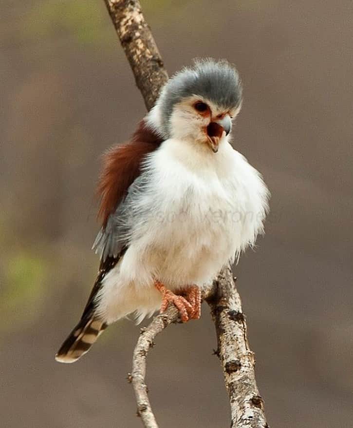 アメリカ自然史博物館のインスタグラム：「Get to know the smallest raptor in Africa, the African Pygmy Falcon (Polihierax semitorquatus)! Growing around 8 inches (20 centimeters) long and weighing about 0.18 pounds (85 grams), this petite bird of prey is still a fierce predator. In the dry, sparsely vegetated habitats where it lives, this bird uses its keen sense of sight to spot prey from a perch. Once it locks in on a target, it quickly swoops down from above to claim its meal. What’s on the menu? A mix of lizards, insects, small birds, and rodents. Photo: Francesco Veronesi, CC BY-SA 2.0, flickr」