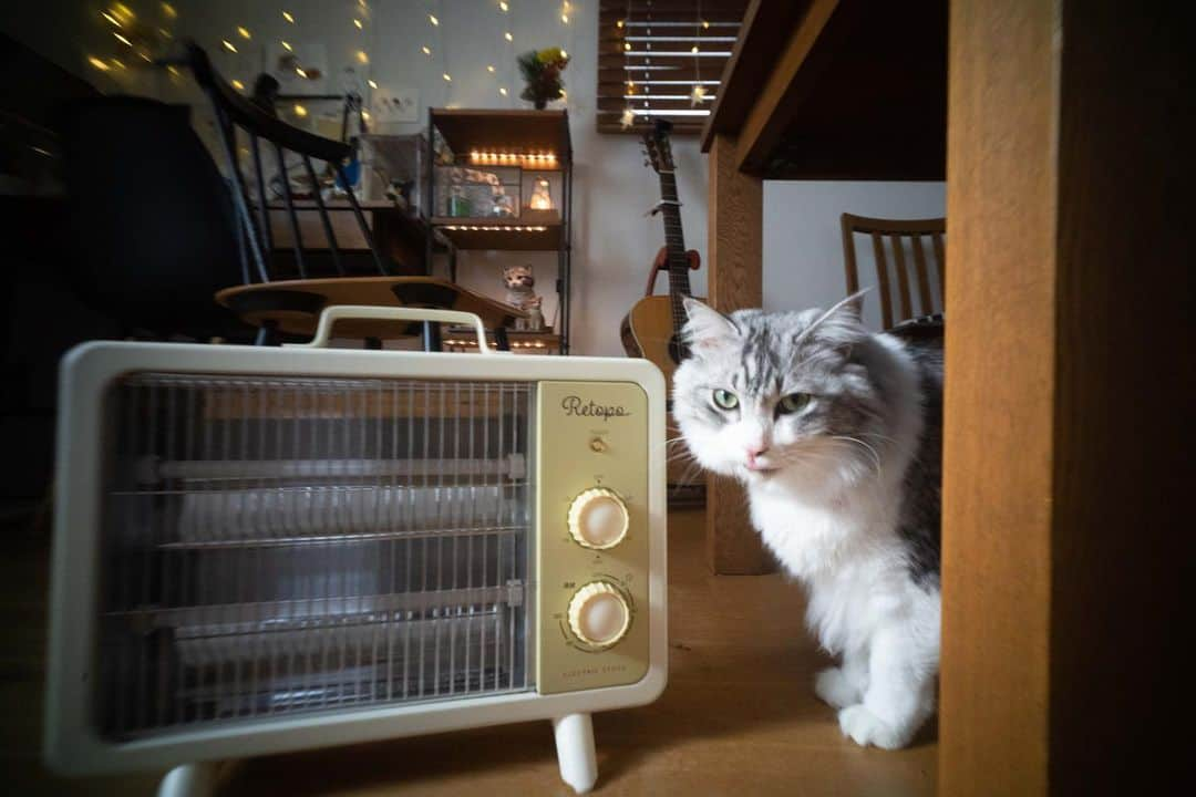 近藤研二さんのインスタグラム写真 - (近藤研二Instagram)「「写ルンです」のレンズを着けるとミラーレス一眼でもどことなく昭和の風情。  つまり世界をどういう色眼鏡で見るかってことなんだな。  #モイとウニ #近藤モイ #モイチン #モイ202101 #モイ5才9ヶ月 #graytabbyandwhite #サバシロ #長毛種 #近藤ウニ #uni #ウニ202101 #ウニ4歳7ヶ月  #redtabbyandwhite #orangetabbyandwhite #茶トラ女子 #茶トラ白 #茶白 #猫 #ねこ #ネコ #neko #cat #cats #kissa #gato #gatto #meow」1月28日 14時07分 - kenjikond0