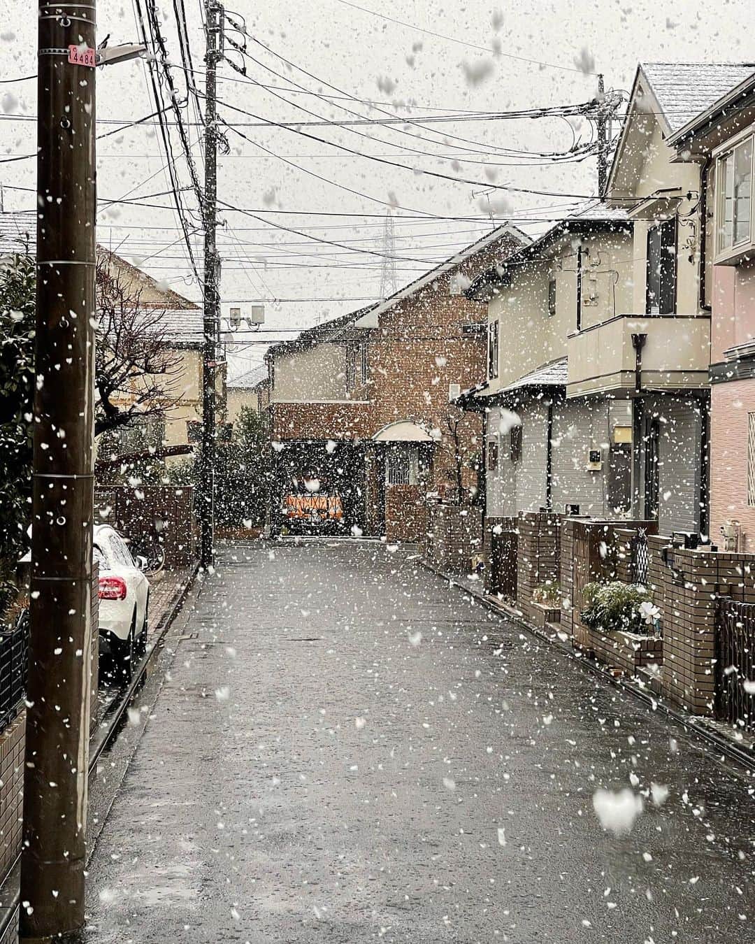 佐藤東弥のインスタグラム：「気温1度 積もり始めた」