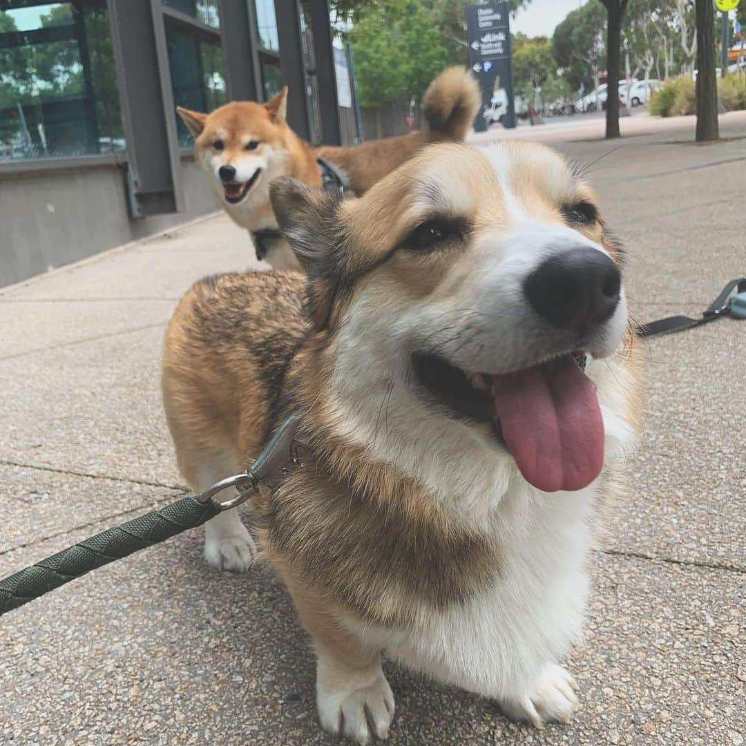 Shibainu Pontaさんのインスタグラム写真 - (Shibainu PontaInstagram)「Bentley is very happy but what about Ponta 🥲  @bentleyy_the_corgi  . #ponta #melbourne #メルボルン　#柴犬　#コーギー」1月28日 14時37分 - pontasyk