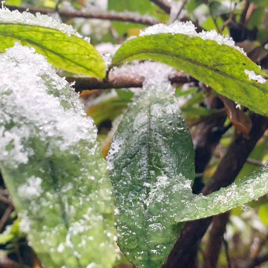 田野優花さんのインスタグラム写真 - (田野優花Instagram)「☃️」1月28日 14時41分 - tanoyuka_official