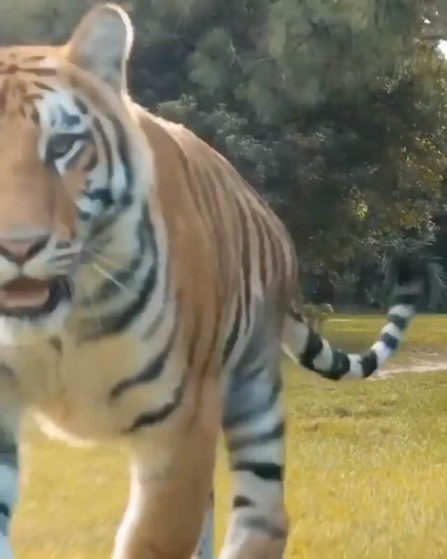 WildLifeのインスタグラム：「By @docantle Nowhere else like this on Earth! 🐯♥️ #savethetigersavetheworld 🌎  75% of the worlds tigers live in India. India is 1/3 the size of the United States. India has a rapidly rising human population of 1 .3 billion people. All of the Tiger Parks combined in India total a landmass smaller than the state of Massachusetts. More people live inside the tiger parks legally than live with in the entire state of Massachusetts. More must be done in the few remaining wild areas of the world to protect and increase tiger populations.  Our Wild family of over 80 big cats , elephant, eagles,and much more many of whom were rescued from death ,live a great life, they play in unrivaled huge open forest habitats and have made a huge contribution to saving wild tigers. The funds guests ,real & virtual , give to visit these tigers are saving their wild cousins. These contributions,via RareSpeciesFund.org , built a ranger station deep in the Sumatran jungle that watches over hundreds of thousands of pristine acres. RSF has hired and outfitted numerous full time rangers paid rangers salaries for multiple daily patrols that regularly catch poachers, ensure consistent pickup of deadly snares, and thereby creating a constant protective presence to save THE LAST wildlife hotspots on the Earth where tigers, orangutans, rhinos, elephants and sun bears all live in one spectacular environment. Protection like this gives HOPE for there SURVIVAL!」