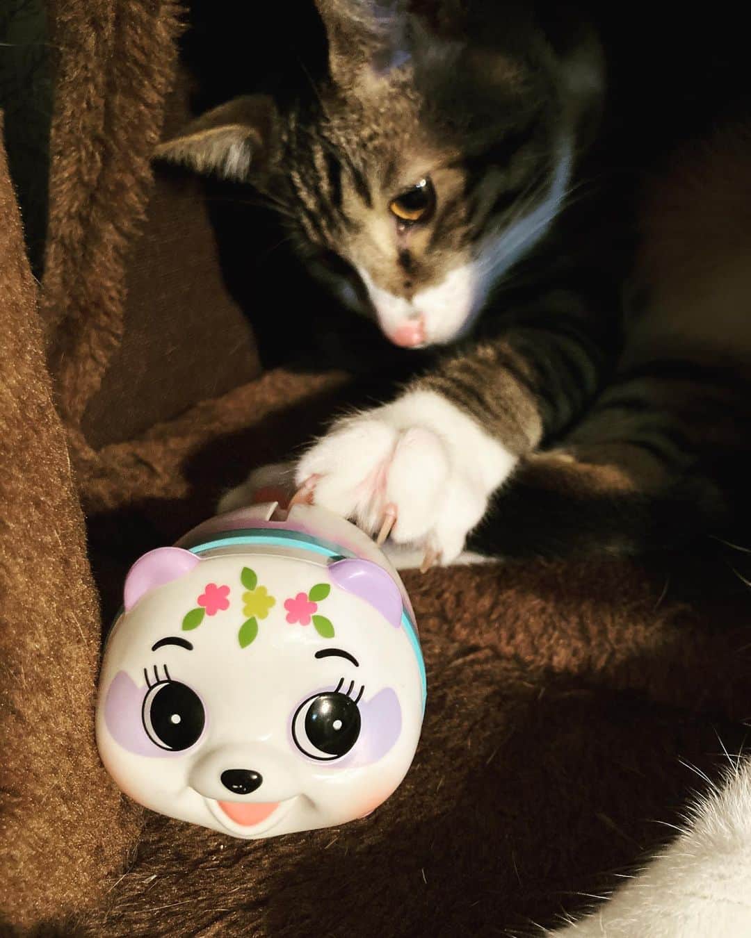 佐伯日菜子さんのインスタグラム写真 - (佐伯日菜子Instagram)「#ガチャガチャ  #カプセルトイ  #猫  #パンダ  #貯金箱  #かわいい  #cat  #きじしろ」1月28日 7時14分 - hinakosaeki