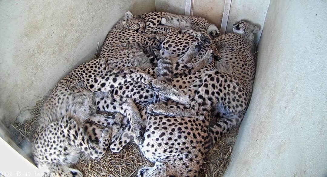 スミソニアン国立動物園さんのインスタグラム写真 - (スミソニアン国立動物園Instagram)「📽️🐆Be sure to catch Amabala, Jabari, Hasani and Erindi on the Cheetah Cub Cam before its gone! 🐆 Now that the cubs are older and spending much less time in their den, we'll be turning off the Cheetah Cub Cam webcam at the end of January. Thank you for joining us on this journey. Cheetah fans can continue to follow along with Echo and her cubs in our #CheetahCubdates. 🐆📷 CHEETAH CUB CAM: https://nationalzoo.si.edu/webcams/cheetah-cub-cam」1月28日 7時15分 - smithsonianzoo