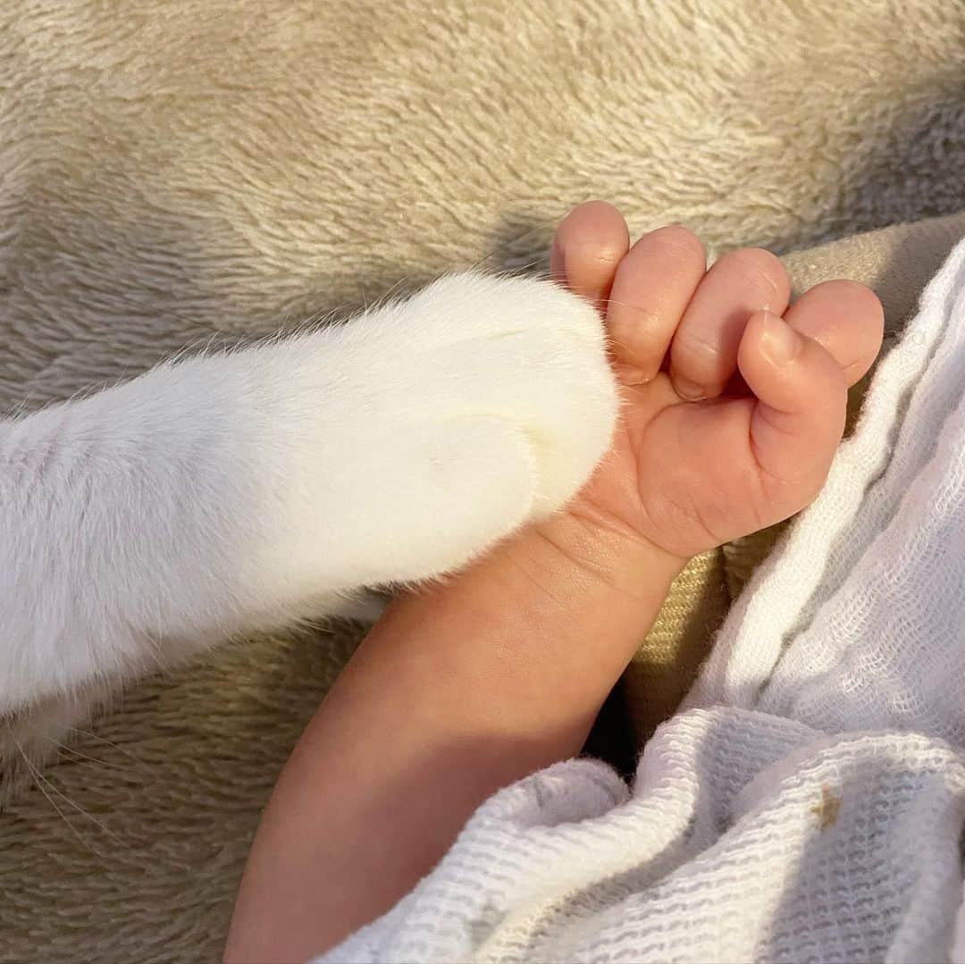 のインスタグラム：「奇跡😳つるちゃんから手を触りにいった😳😳😳‼️ しばらく隣で手繋いで寝てました😂💓 .  #猫 #ねこ #にゃんこ #美猫 #ねこ部 #ふわもこ部 #ねこすたぐらむ #ペコねこ部 #猫好きさんと繋がりたい #にゃんすたぐらむ #cat #neko #instacat #catstagram #instagramcats  #catsconnect #meowbox #picneko #bestmeow #catsofinstagram #meowed #rakutenpet」