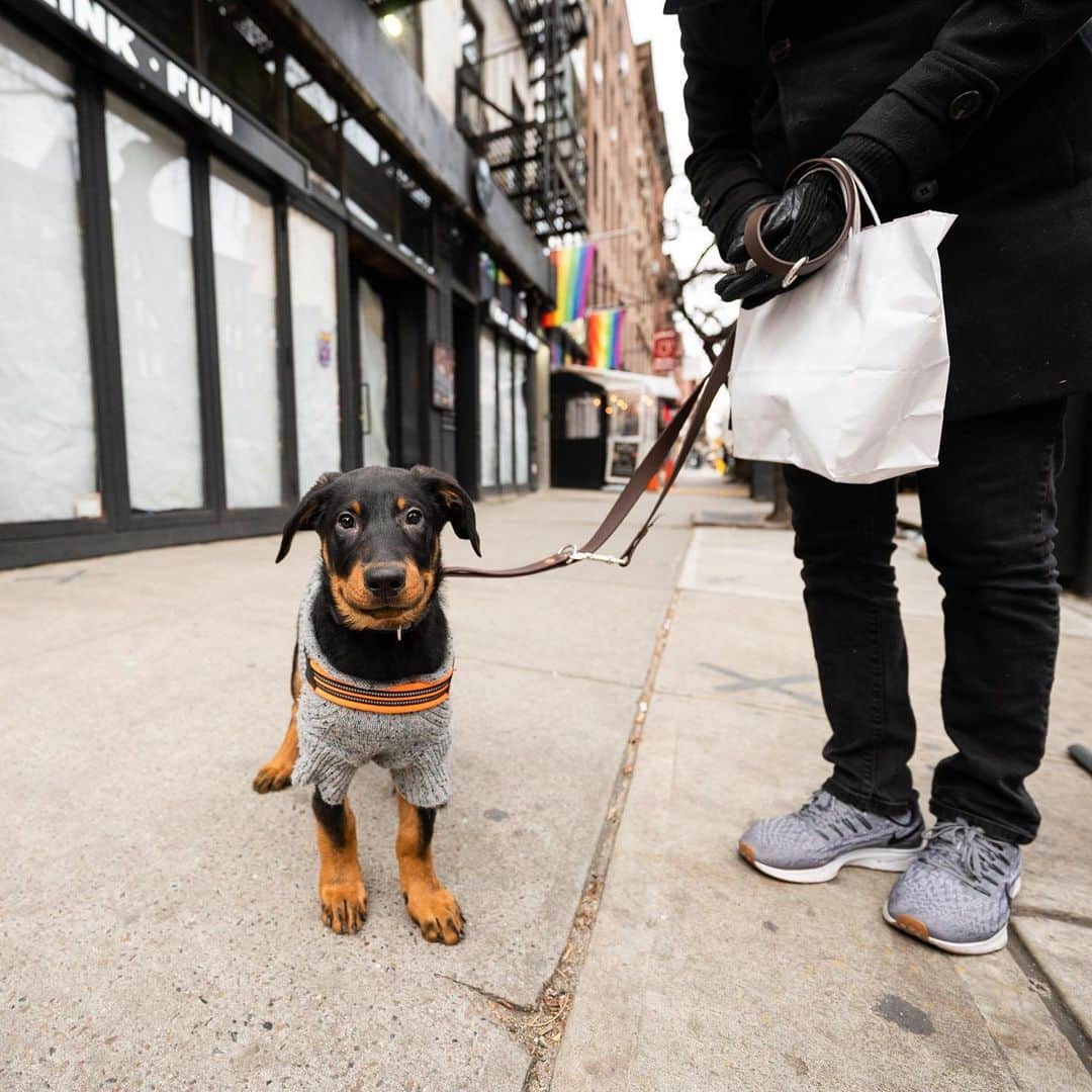The Dogistさんのインスタグラム写真 - (The DogistInstagram)「Louie, Beauceron (14 w/o), 46th & 9th Ave., New York, NY • “He puts everything in his mouth. He’s been to the ER once because of that. He ate a chili pepper.”」1月28日 7時36分 - thedogist