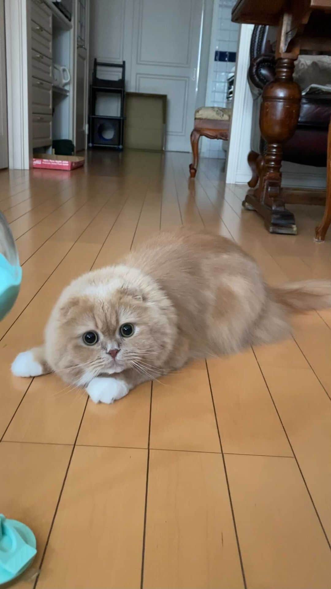 ベルのインスタグラム