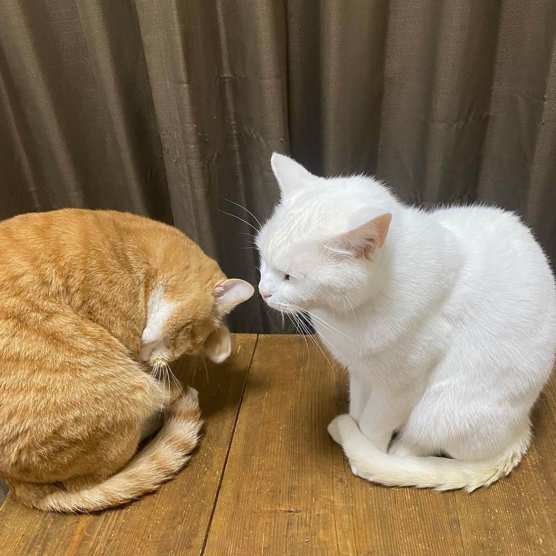 金巻ともこさんのインスタグラム写真 - (金巻ともこInstagram)「なんかおねだりハクチャイ  #hakuchai #tabby #orangetabby #cat #猫 #茶トラ男子部 #catstagram #白猫　#whitecat」1月28日 8時24分 - tomotomoco