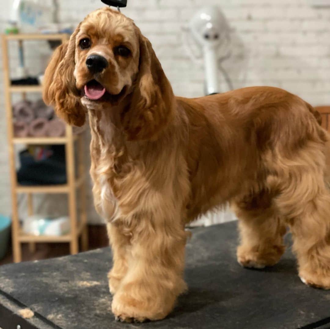 Dogs by Ginaのインスタグラム：「Leona」