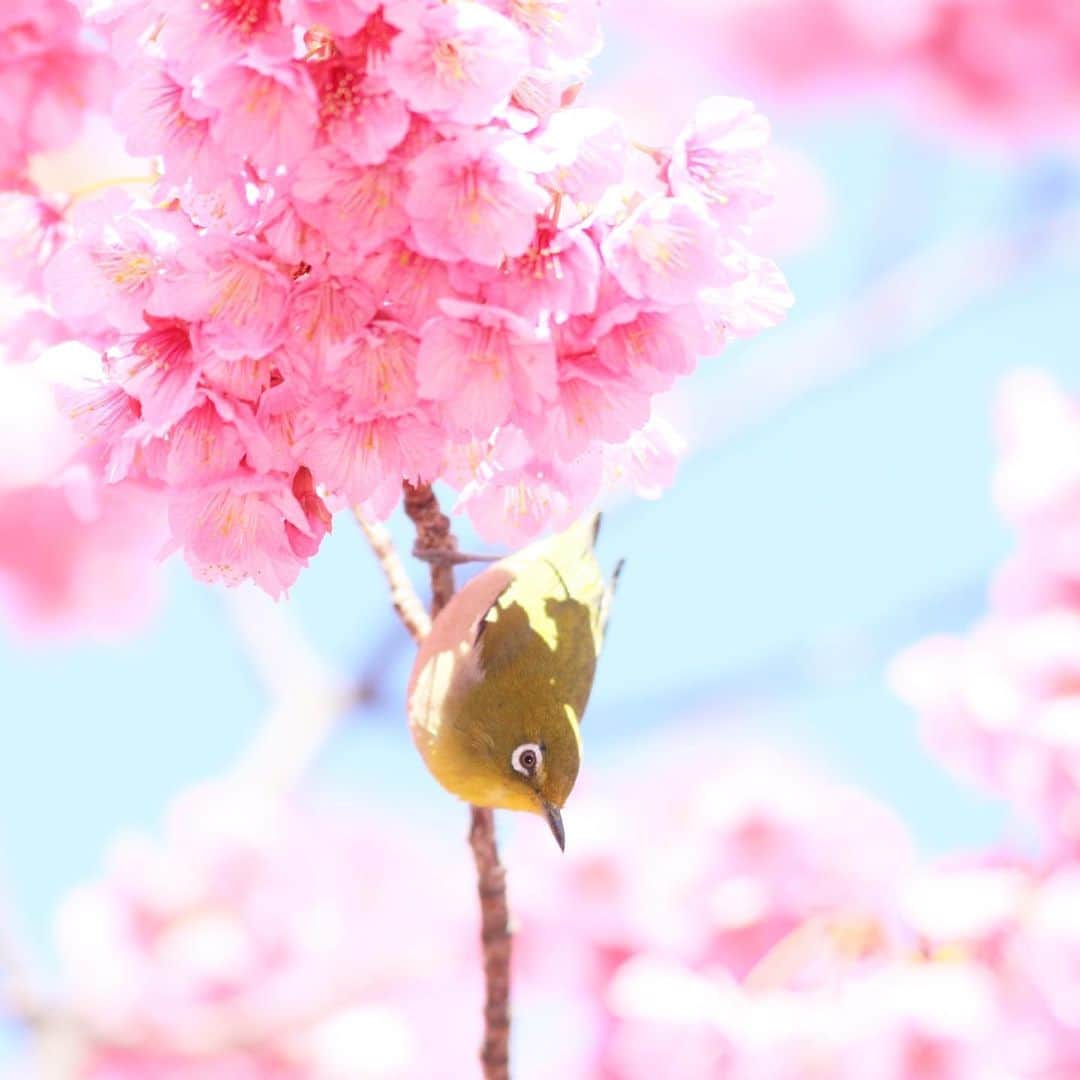 kiccyomuのインスタグラム：「☁️ 2021.01.28 Thu #心に花を 去年のストックから😊 #寒緋桜  サクジロー🐦 今年は会えるのかな？ 会いに行ってイイのか？ 行ってはいけないのか？ 皆さん、どうされますか？  と、？ だらけの朝でした😅 今日も元気に🤗  location #東京 📷撮影 2020年2月」