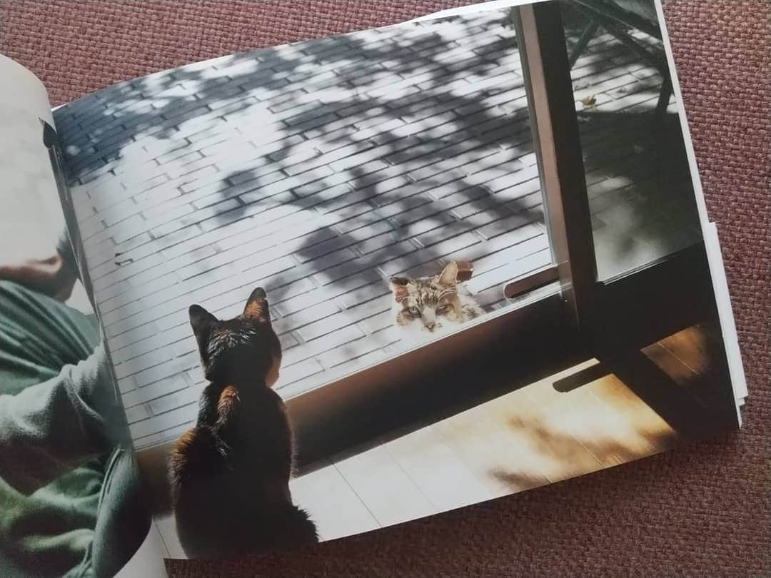 リンネルさんのインスタグラム写真 - (リンネルInstagram)「リンネル本誌でも大活躍の写真家、安彦幸枝さん @abikosachie の写真集が発売になりました🐈️✨  『庭猫スンスンと家猫くまの日日』  庭にやってきた風来坊 スンスンと、長年暮らしてきた友 くまのことを写真と簡潔な言葉で綴った一冊。写真集だけどこれはもうお話でした。  ぱっと開いたページの写真をみるのも好きですが(どの写真も空気が澄んでいて安彦さんのチャーミングさがあふれています)、はじめから言葉と一緒にページを進めていくとページをめくる手がとまらなくなって、後半の「スンスン大根くま大根」という章(ネーミングもかわいすぎる)にさしかかった頃には涙しながらも満ち足りた気持ちになっていたのでした。  私は猫と暮らしたことがないけれど、一緒に過ごしたら今よりもっと日日にスポットライトがあたる瞬間が増えるのかもしれないなと思いました。そういう視点をもって大切に暮らしたいな、スンスン、くま、ありがとね、という気持ちでいっぱいになりました。  ちょうど今、森岡書店さん @moriokashoten で展示も行われています。スンスンとくまのかわいいパネルがお出迎えしてくれるそう。わたしも会いに行こうと思います♡」1月28日 9時02分 - liniere_tkj