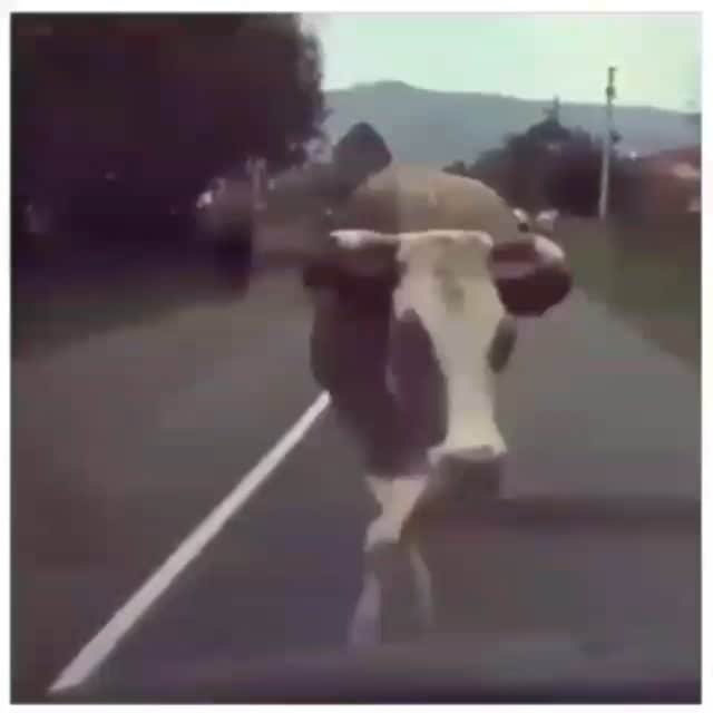 シャニン・ソサモンのインスタグラム：「#REPOST   @animalsandsynthesizers」