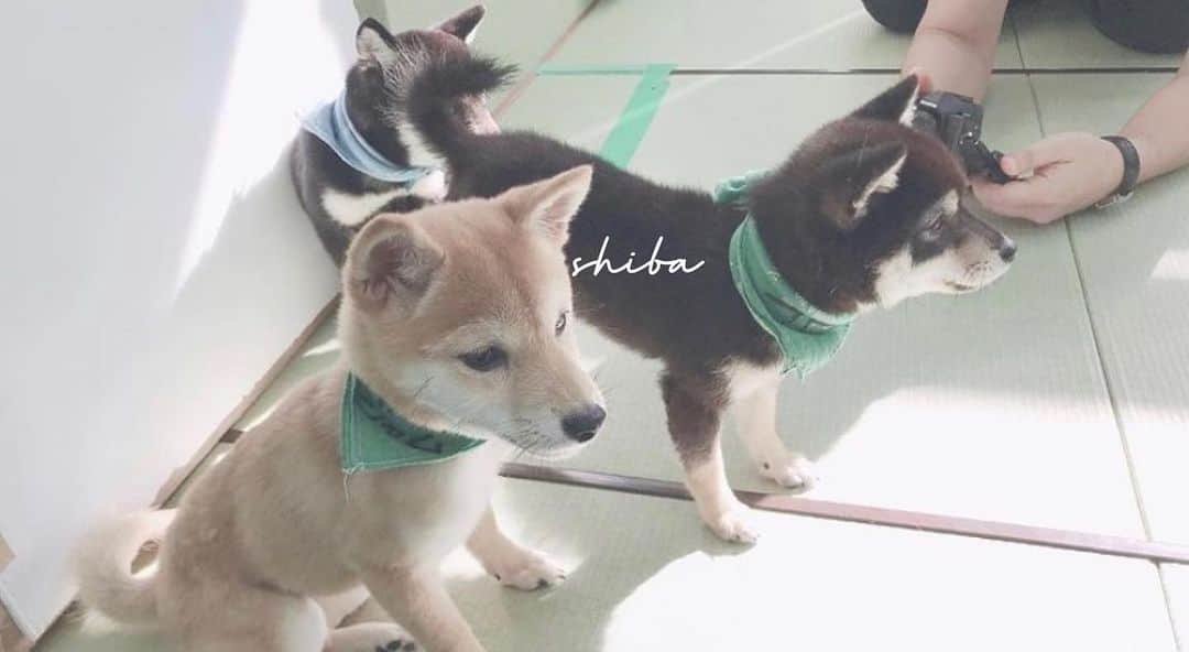 YUCCOのインスタグラム：「． 柴犬可愛いなぁ 早く飼いたいなぁ 動物大好きだからなぁ‪‪☺︎‬ ． 昨日ひっそりYouTubeあげました。 久しぶりのYouTube！ 辛いもの企画でもやろかなー？ ． ． #shiba #柴犬」