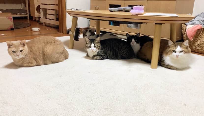 ひのき猫さんのインスタグラム写真 - (ひのき猫Instagram)「今朝は揃ってました〜❣️  7時頃の様子です☺️」1月28日 9時22分 - hinoki.cute.kitten