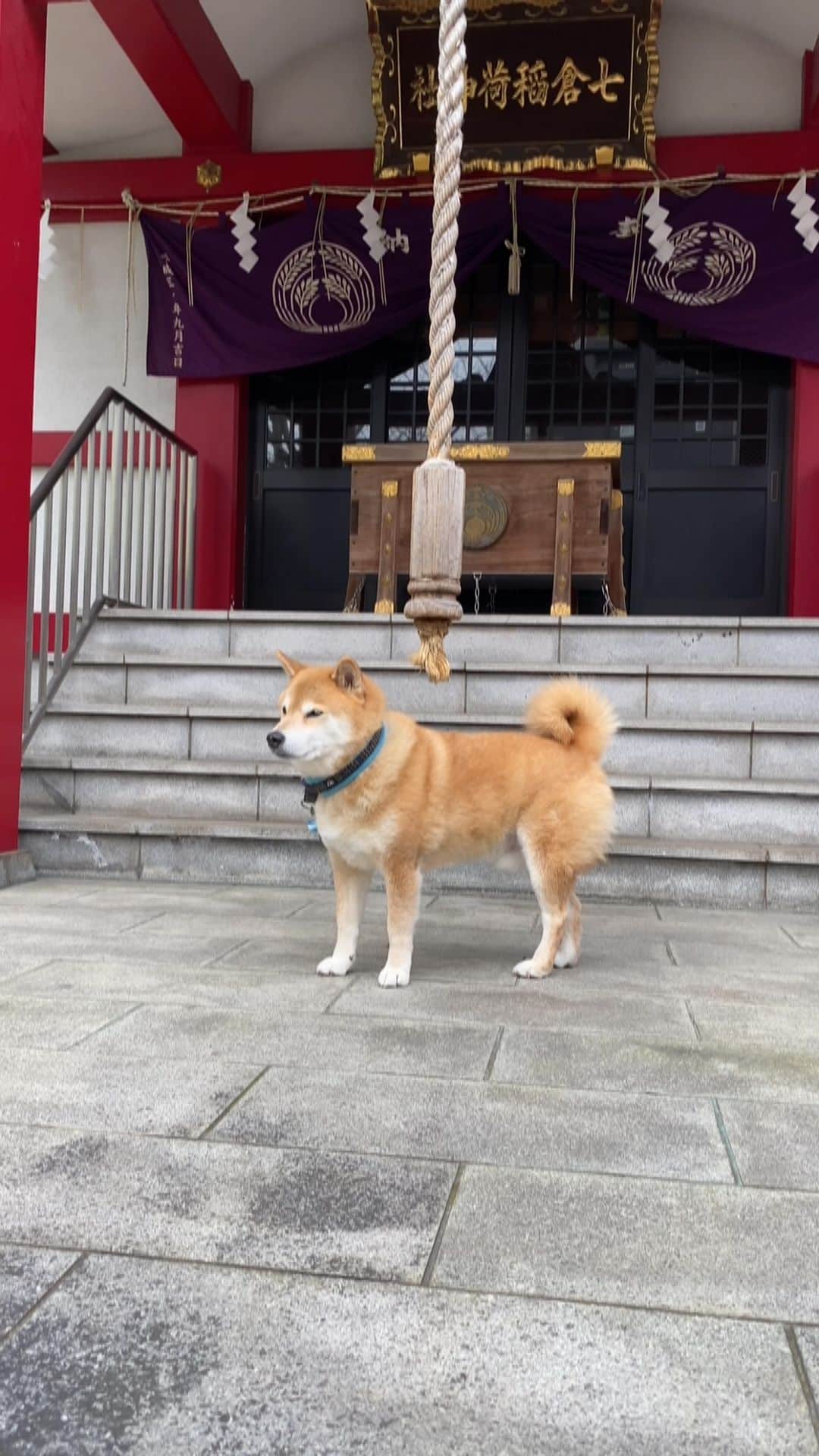まる（まるたろう）のインスタグラム：「I'm hoping from the bottom of my heart that the Coronavirus situation will be resolved soon. ✨🐶🙏✨肉神様。早くコロナマンがいなくなりますようにお願いします！ #昨年はおかげさまで無事過ごせました  #肉神様のおかげです #まぁそれはさておき #本題に入ります #明日は29日です #先月繰越をお願いしましたよね #繰越って事は今月は大盛りって事ですよね #そう言う理解でいいですよね #ええまぁその通りです  #はいわかりました #パパにはしっかり伝えておきます」