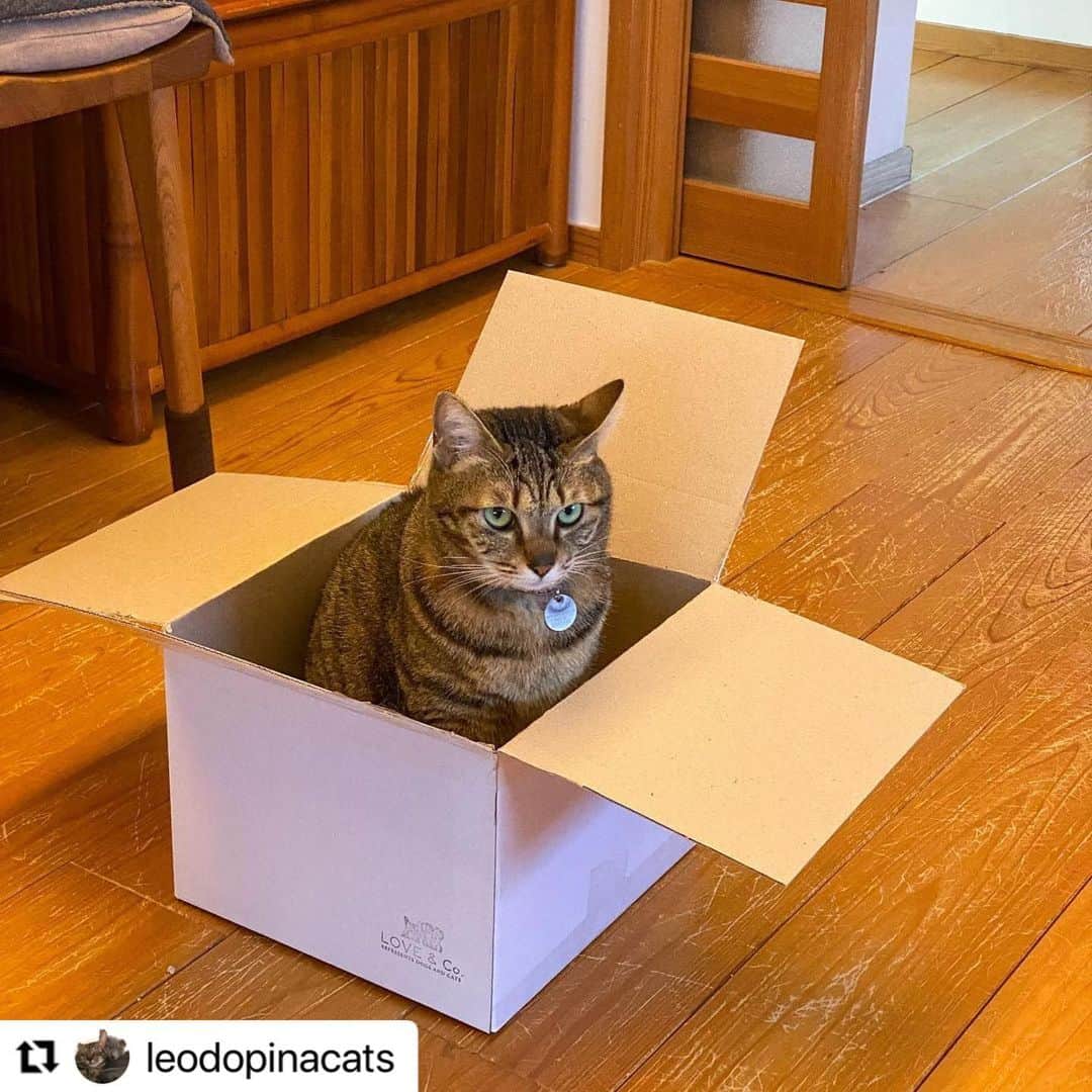 【公式】いぬのきもち・ねこのきもちのインスタグラム：「#Repost @leodopinacats さんのピナちゃん。  箱入りにゃん娘💕  ハッシュタグ #いぬのきもち #ねこのきもち に投稿いただいた可愛い写真をご紹介しています！ 「いぬのきもちWEB　MAGAZINE」、「ねこのきもちWEB MAGAZINE」でもご紹介させていただくことも！  -------------------  .  #ねこ #猫  #ねこすたぐらむ #ねこのきもち #ねこ好き #ねこと暮らす #ねこ好きさんと繋がりたい #猫好きな人と繋がりたい #猫がいる生活 #猫と暮らす#猫好き #cat #catstagram #catsofinstagram #cats_of_instagram」