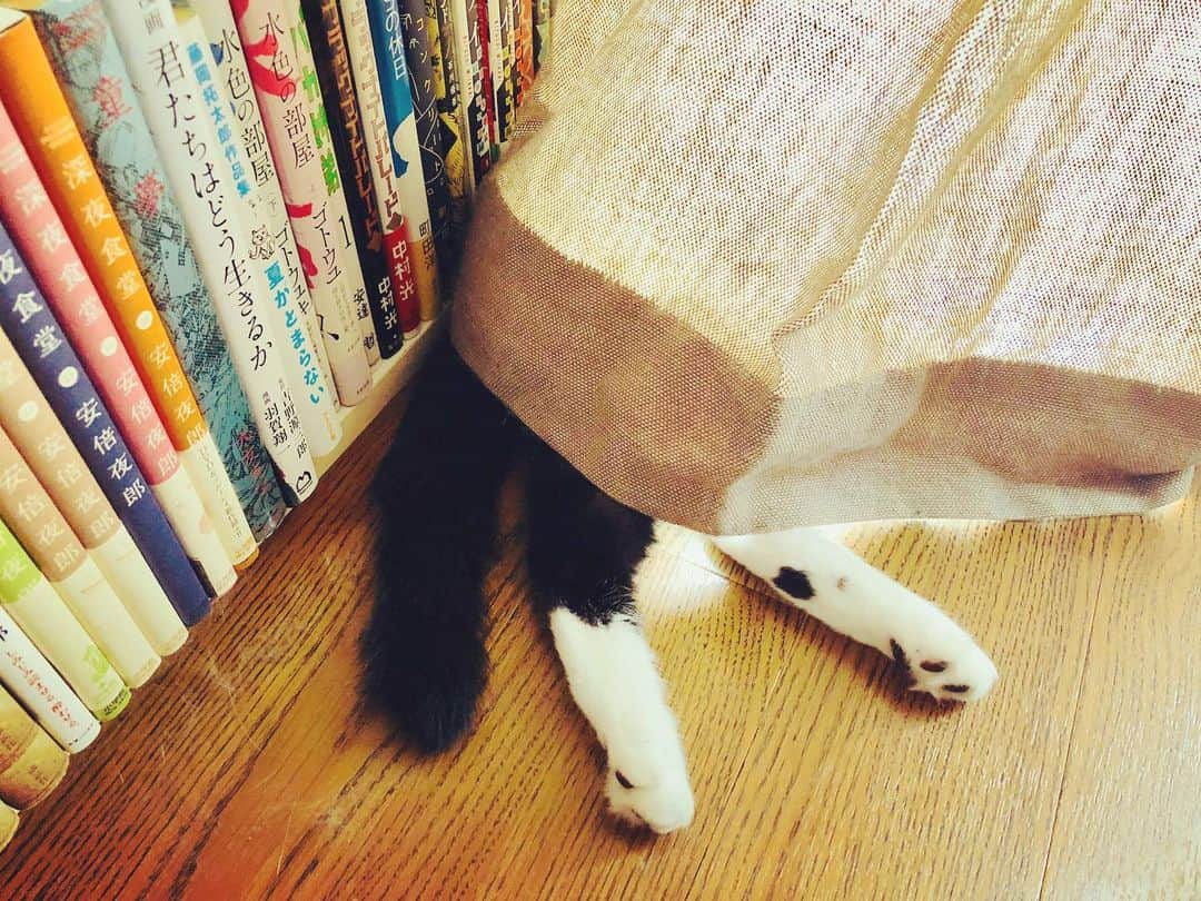 辻本耕志さんのインスタグラム写真 - (辻本耕志Instagram)「雪見てんのかな。 #猫　#ねこ　#ネコ　#ごま　#cat」1月28日 15時03分 - tsujimotokouji