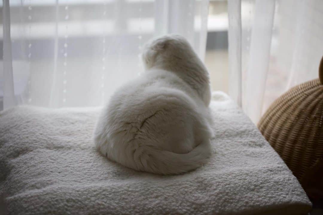Ryo Yamazakiのインスタグラム：「ぼっさぼっさ雪降ってきた！☃️ #初雪 #どうりで寒い #大興奮 . It’s snowing! ☃️ . #cat #scottishfold #catstagram #catsofinstagram #instacat #猫 #ねこ #ネコ #猫部 #ふわもこ部 #ペコねこ部 #みんねこ #もふもふ #スコティッシュフォールド #白猫 #白いすこちゃん同盟」