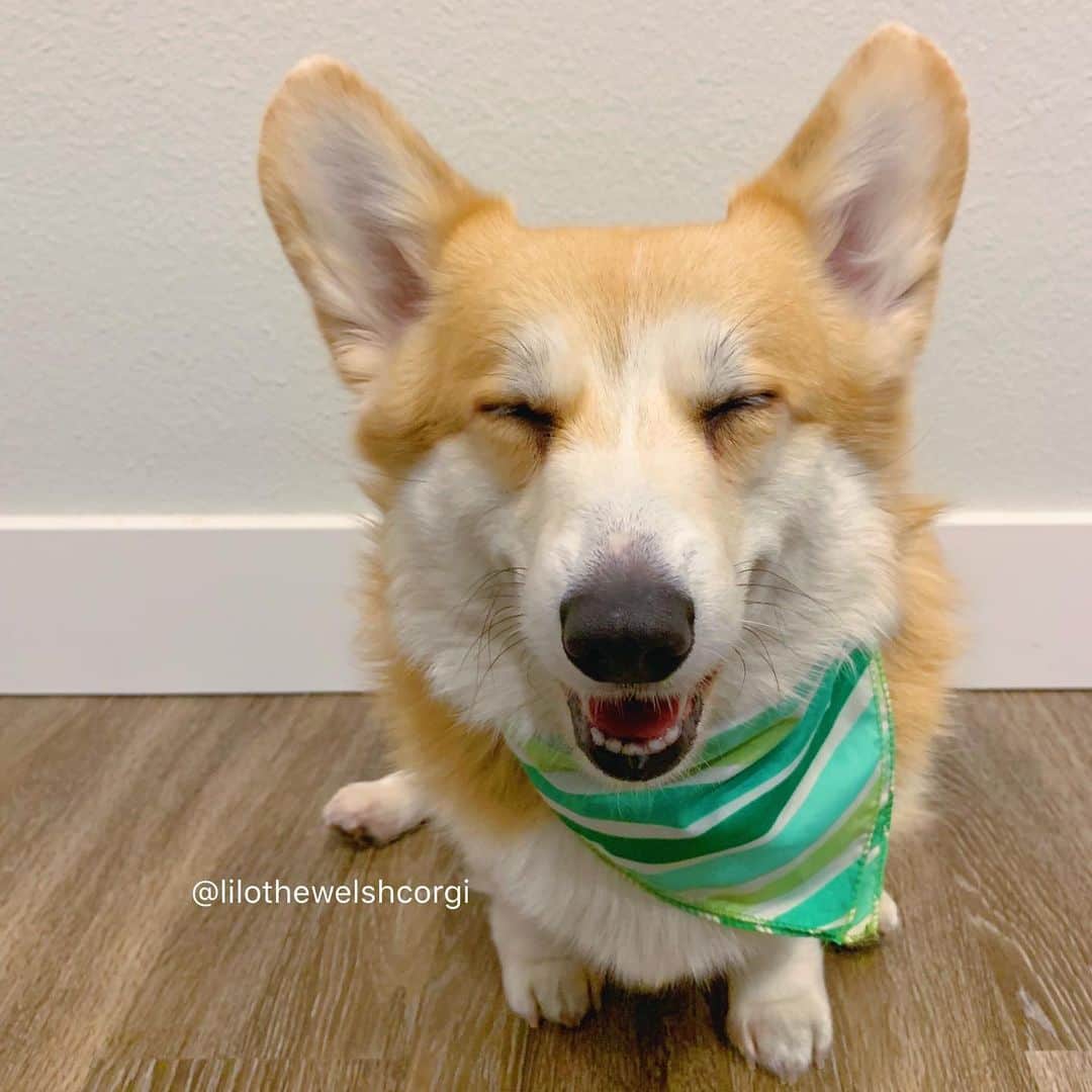 Liloのインスタグラム：「It’s hump day hehe 🐪 #stonks」