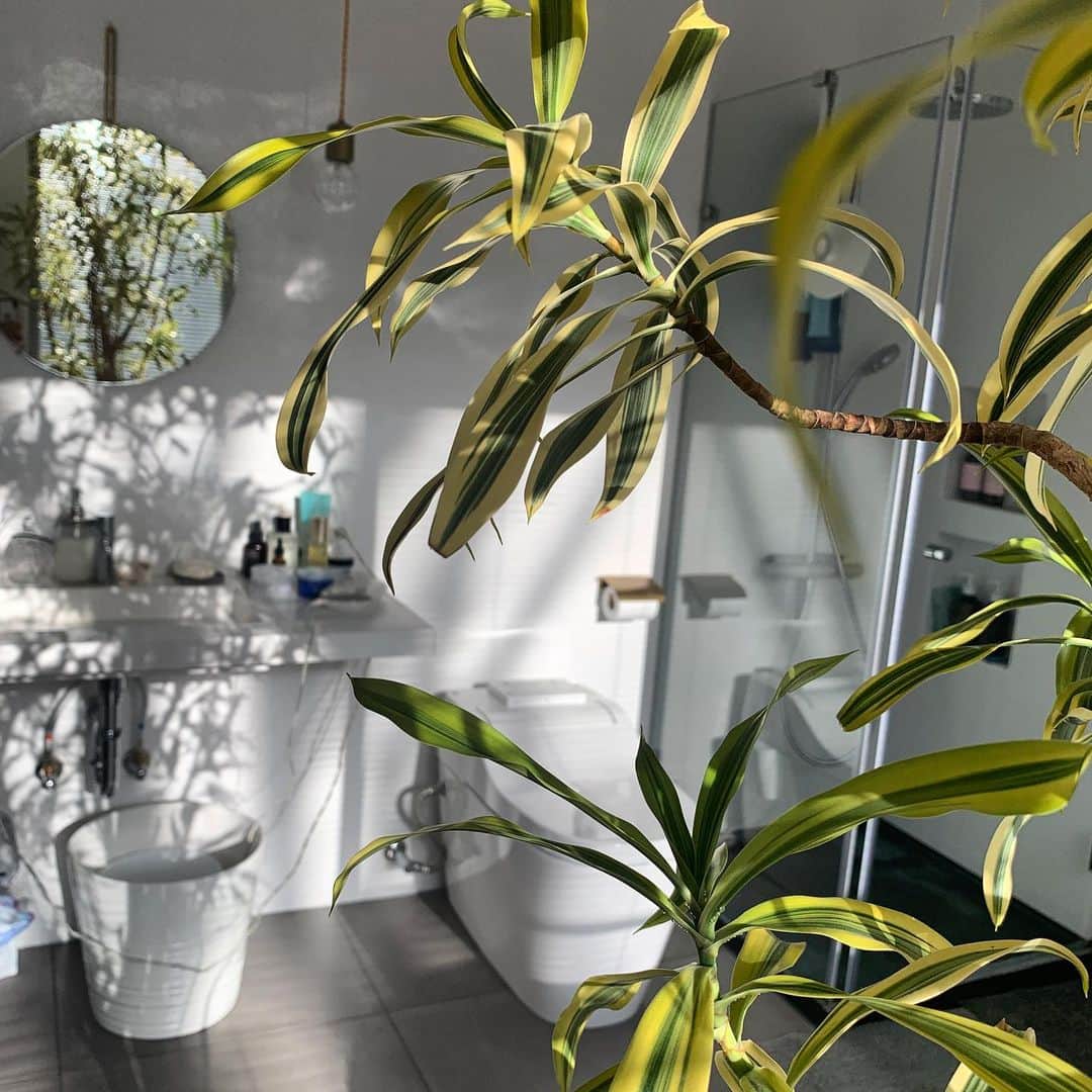 mitsuxmitsu24のインスタグラム：「I like these kind of things  * * 部屋に差し込んだ光の影。結構好き。 * * #mylife #myroom #bathroom」