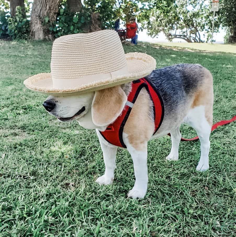 マヤ アリーナのインスタグラム：「Those beagle ears 🐶 #pepperchan #seniorbeagle #老犬ビーグル」