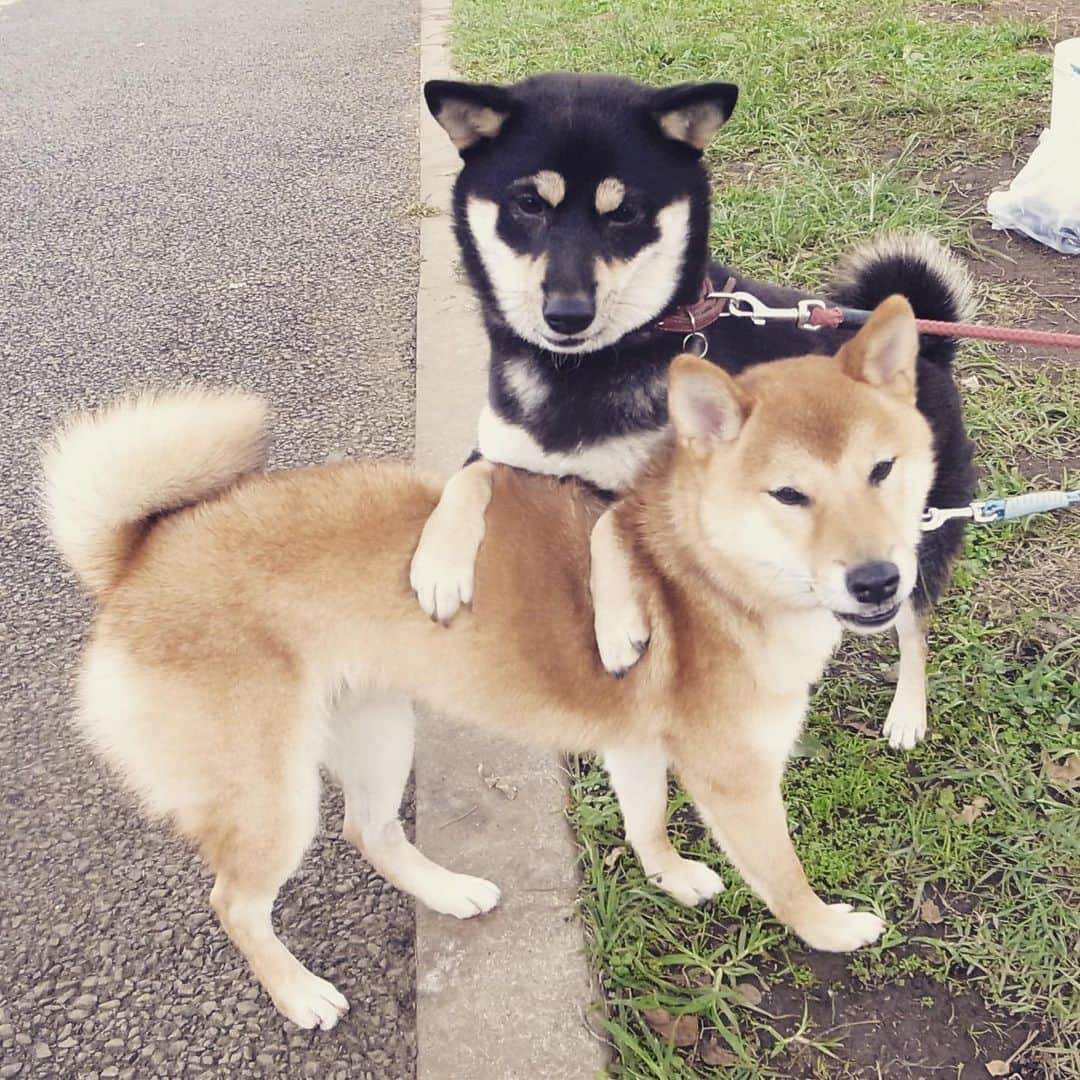 vo_coのインスタグラム：「#tbt 9ヶ月のこたつと8ヶ月のころ 姉弟のように育った #ころこた でした この写真めっちゃ好きだな… 2012.10 ＊ #throwbackthursday  #shibastagram #instashiba #shiba #shibainu #黒柴 #柴犬」