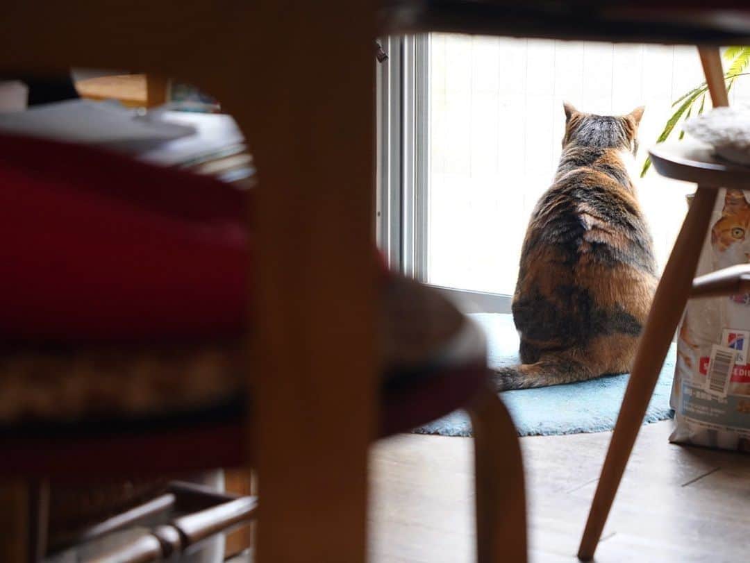 山田稔明さんのインスタグラム写真 - (山田稔明Instagram)「おはよ。木曜日の朝のチミは表情豊か。 #ポチ実 #三毛猫」1月28日 10時11分 - toshiakiyamada