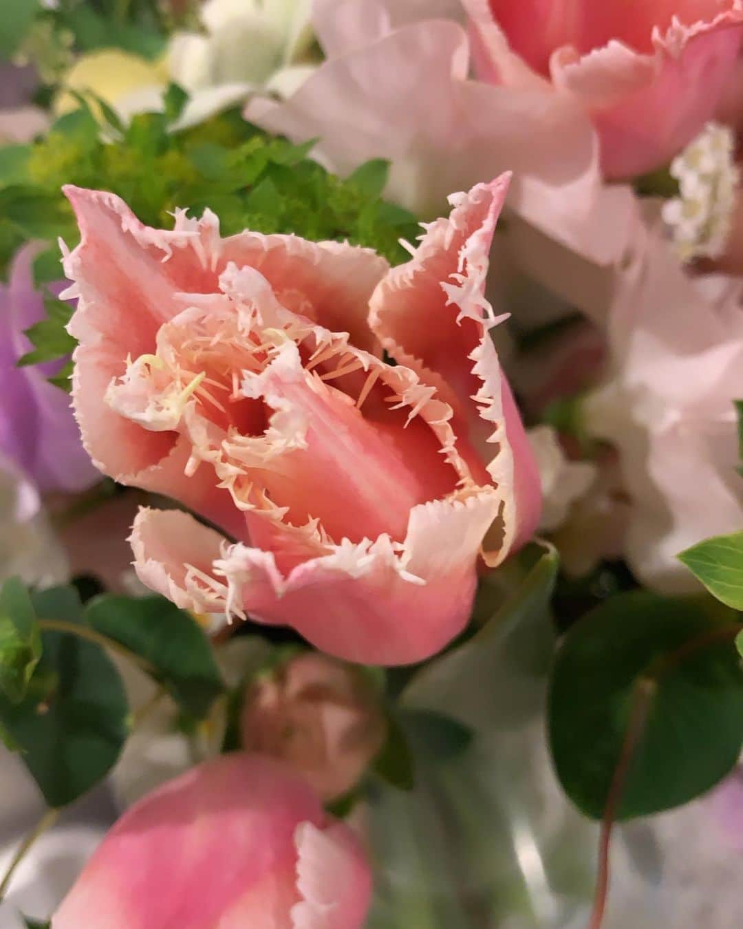 のインスタグラム：「🌷」