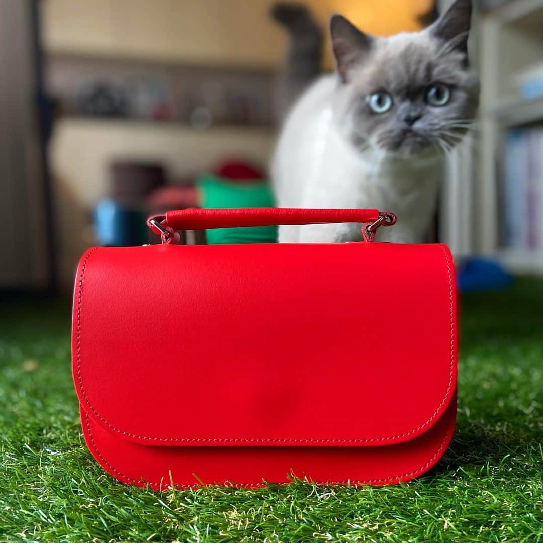 小鳥遊しほのインスタグラム：「めちゃくちゃ可愛い鞄をゲットした〜！イギリスのブランド @zatchels_japan の新しいカジュアルデザイン☺️  財布やスマホをいれてサラッとでかけるのにちょうどいいミニサイズ👌最近家にばっかいるからそんな感じのサイズが欲しかったのです😘  肩かけにもなるストラップつきなんだけど、ちょうどお腹くらいの位置にくる長さで使いやすいしかわいい。 黒コーデしがちなのでポイントで持ちたくて赤にしたけど色もいろいろあるよー！👏  んで どう撮ろうとしても 猫猫猫猫！！！！！！！！笑 可愛いなまったく🐈  #zatchels #ザッチェルズ #bag   ここから買えるよん！👇 https://zatchels.shop/?pid=155587166」