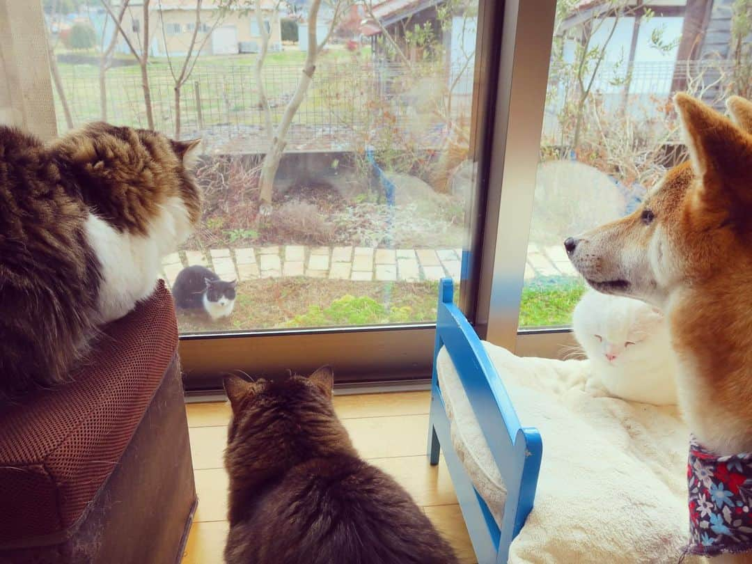 yokoさんのインスタグラム写真 - (yokoInstagram)「Good morning🐈🐕 朝からピリピリ姉さん 理不尽ネコパンチ #ぶつぶつつぶつぶ   おじにゃんは大体食後はベッドで二度寝してるよ。  おまけの昨夜のつぶの寝相🦵」1月28日 12時08分 - yoko_1011