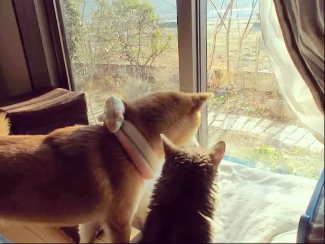 yokoのインスタグラム：「Good morning🐈🐕 朝からピリピリ姉さん 理不尽ネコパンチ #ぶつぶつつぶつぶ   おじにゃんは大体食後はベッドで二度寝してるよ。  おまけの昨夜のつぶの寝相🦵」