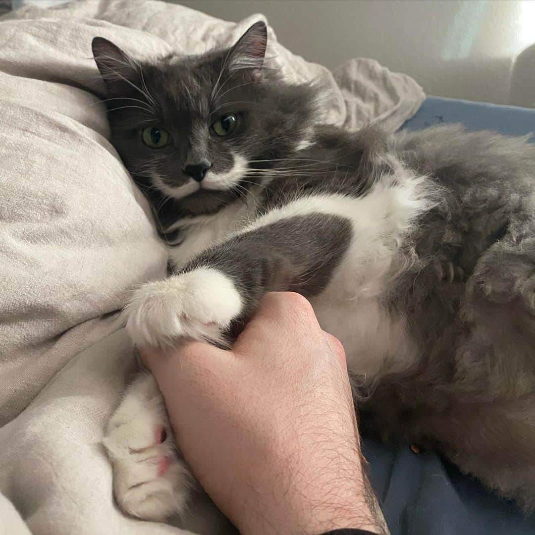 ハミルトンザ・ヒップスターキャットのインスタグラム：「Just a couple of best friends holding hands... #mustachecat」