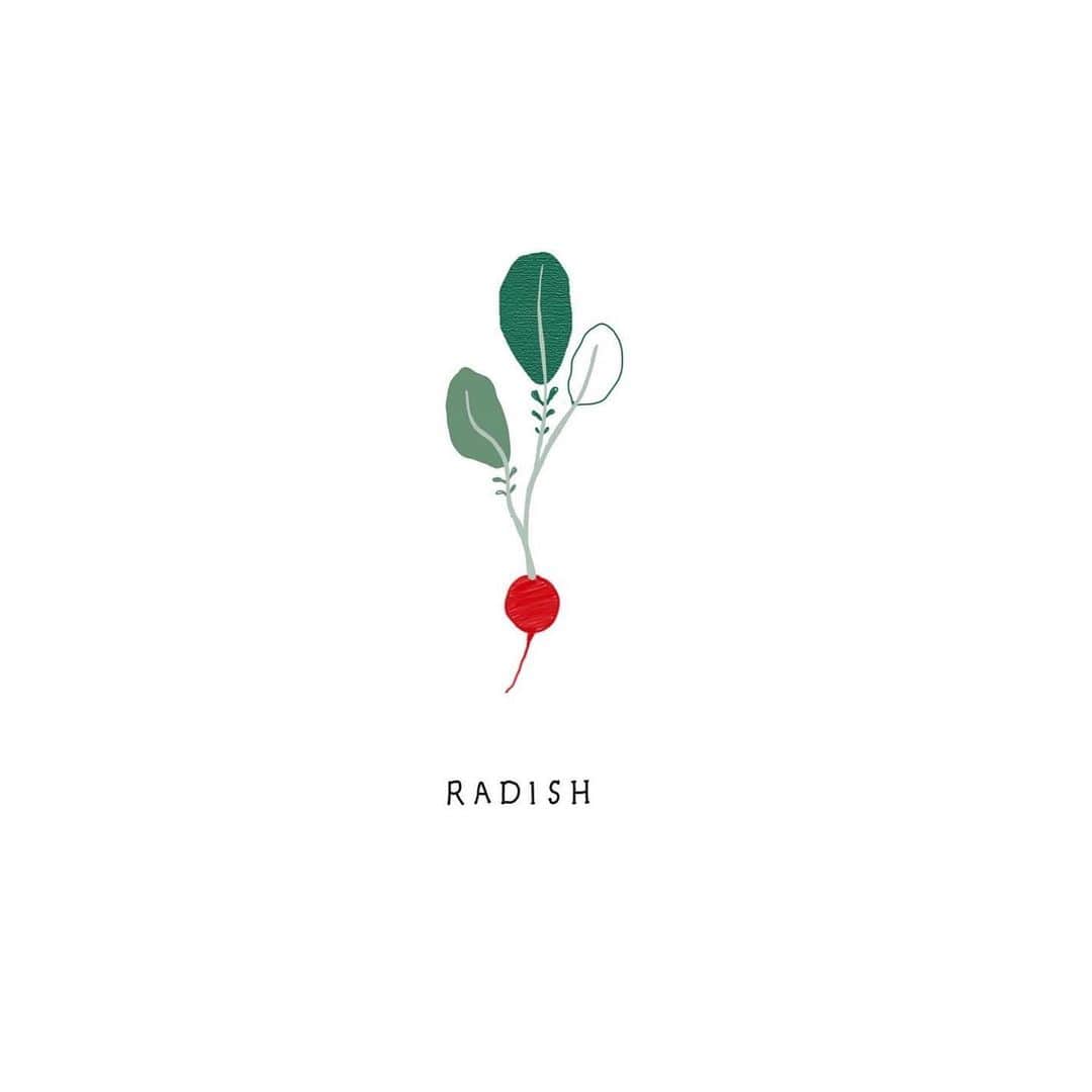 moekoのインスタグラム：「🌿🎈🥑🥕 ㅤㅤㅤㅤㅤㅤㅤㅤㅤㅤㅤㅤㅤ  ラディッシュかわいい🌿🎈 ㅤㅤㅤㅤㅤㅤㅤㅤㅤㅤㅤㅤㅤ #radish #avocado #carrot #illust #illustration」