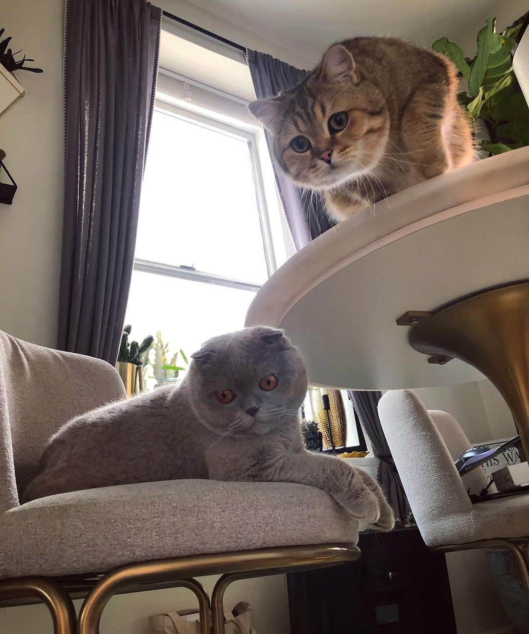 Millaのインスタグラム：「Patiently waiting for dinner to be served... well some of us were patient! 😼 #MillaTheCat #MrKubrickCat」