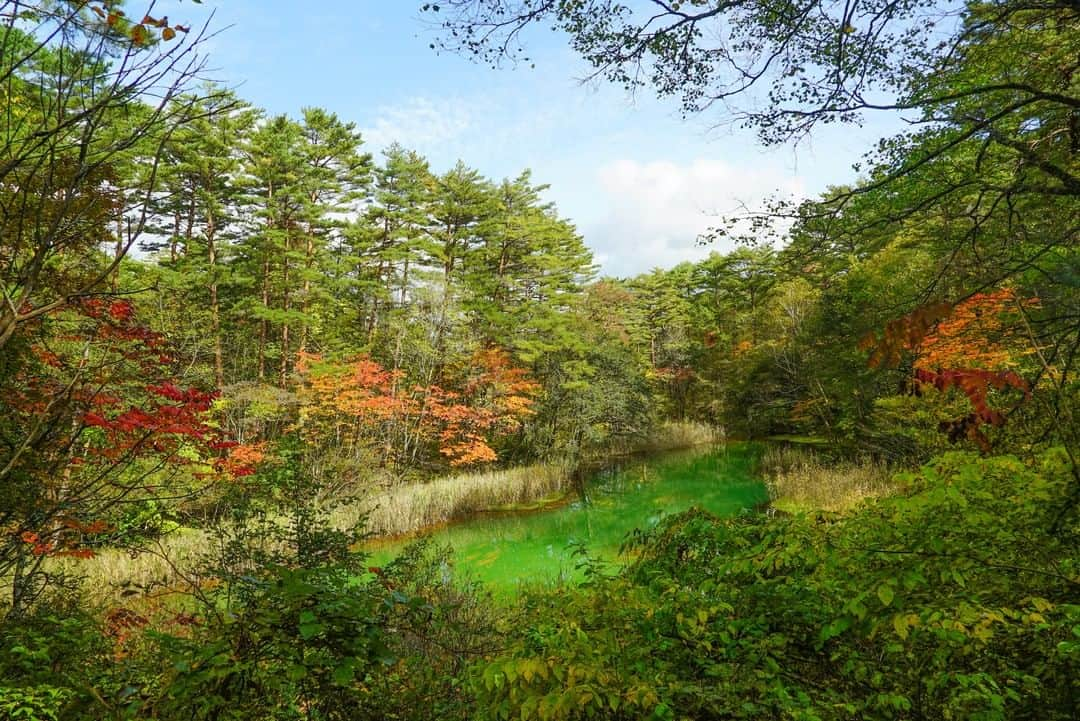 MagicalTripさんのインスタグラム写真 - (MagicalTripInstagram)「Hello! This is MagicalTrip @magicaltripcom. Are you missing trips to Japan? Hopefully, sooner or later we will get to meet again! We are offering an ALL-NEW interactive hiking tour in Goshikinuma (Five-Colored Lake)  First photo: Goshiki-numa is a locals hideout surrounded by the colorful, and mysterious wild.  Second: Join your local guide on a trek through the lush colorful forests of Goshiki-numa.  Third: Tired? Well, this tour ends with a relaxing stop at a hot spring!  Stay tuned for more Fukushima tour announcements this week!  If you’re interested, please check out via our bio! @magicaltripcom  #magicaltrip #magicaltripcom #magicaltripjapan #fukushima #fukushimafood #fukushimatravel #fukushimalocal #discoverfukushima #iwaki #fukushimafoodguide #tokyotrip #tokyotravel #tokyotour #tokyotours #tokyolocal #discovertokyo #tokyojapan #tokyofoodie #tokyofoodies #tokyofoodporn #tokyofoodguide #tokyofoodtour #tokyofoodtrip #tokyofoodblogger #tokyofooddrinktour #tokyofoodfile #hotsprings #tokyofoodtour #japanfood #japanfoodie」1月28日 13時00分 - magicaltripcom