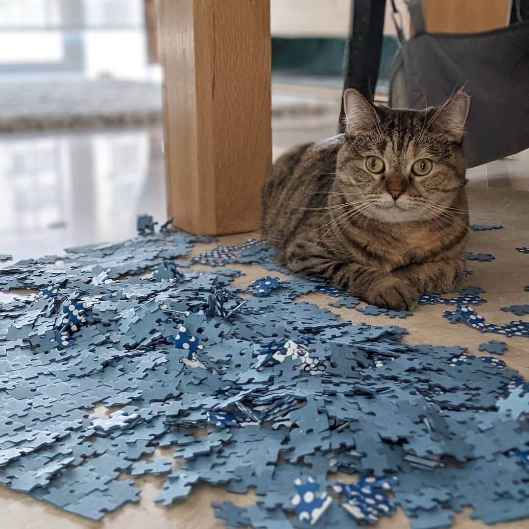 Aww Clubさんのインスタグラム写真 - (Aww ClubInstagram)「I thought your puzzle would look better on the floor⠀ ⠀ 📷@mafan.mushu⠀ ⠀ Tag #MMGTW get a chance to be featured by @9gag , @meowed and 9GAG Cute⠀⠀⠀⠀⠀ ⠀ #meowed @meowed #MyMeowGotTalentWeek #MyMeowGotTalent #MMGTW #mafanmushu」1月28日 13時00分 - meowed