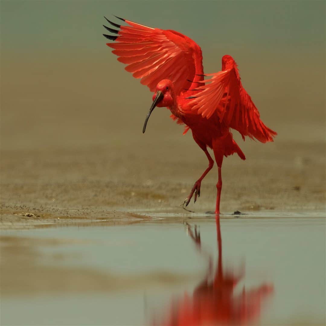 Tim Lamanのインスタグラム：「Photos by @TimLaman. Scarlet Ibis on the mud flats at low tide, Orinoco River Delta, Venezuela, 2011.  1) Coming in for a landing,  2) bathing in a pool of water.  As I work on selects for my book of my bird photography, I am enjoying reliving many expeditions chasing birds around the world, and recalling the lengths I’ve often gone to to capture unique images.  Here on these mud flats, the ibises were spread wide and not coming near me, and I need a way to approach them without disturbing them.  So I devised a blind made of a platform on a truck inner tube.  I could push it across the mudflats slowly and the birds just seemed to think I was a slowly moving bush and ignored me.  But yes, I was up to my knees in mud for hours.  But the plan worked.  I got the shots, and my blind floated so that when the tide came in I got picked up by my assistants in a boat.  All in a days work. - #birdphotography #scarletibis #ibis #birds #venezuela #TL_WildlifePhotoTips」