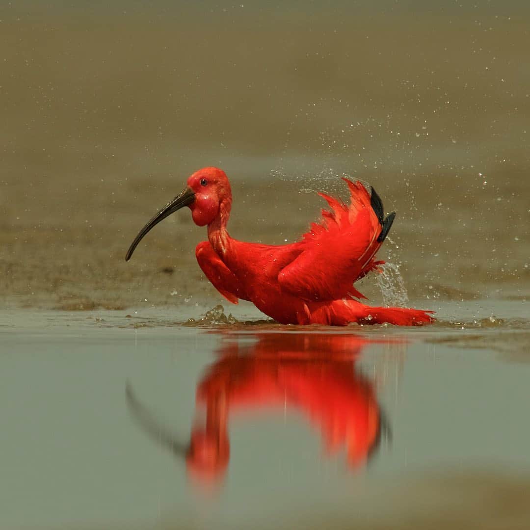 Tim Lamanさんのインスタグラム写真 - (Tim LamanInstagram)「Photos by @TimLaman. Scarlet Ibis on the mud flats at low tide, Orinoco River Delta, Venezuela, 2011.  1) Coming in for a landing,  2) bathing in a pool of water.  As I work on selects for my book of my bird photography, I am enjoying reliving many expeditions chasing birds around the world, and recalling the lengths I’ve often gone to to capture unique images.  Here on these mud flats, the ibises were spread wide and not coming near me, and I need a way to approach them without disturbing them.  So I devised a blind made of a platform on a truck inner tube.  I could push it across the mudflats slowly and the birds just seemed to think I was a slowly moving bush and ignored me.  But yes, I was up to my knees in mud for hours.  But the plan worked.  I got the shots, and my blind floated so that when the tide came in I got picked up by my assistants in a boat.  All in a days work. - #birdphotography #scarletibis #ibis #birds #venezuela #TL_WildlifePhotoTips」1月28日 13時13分 - timlaman