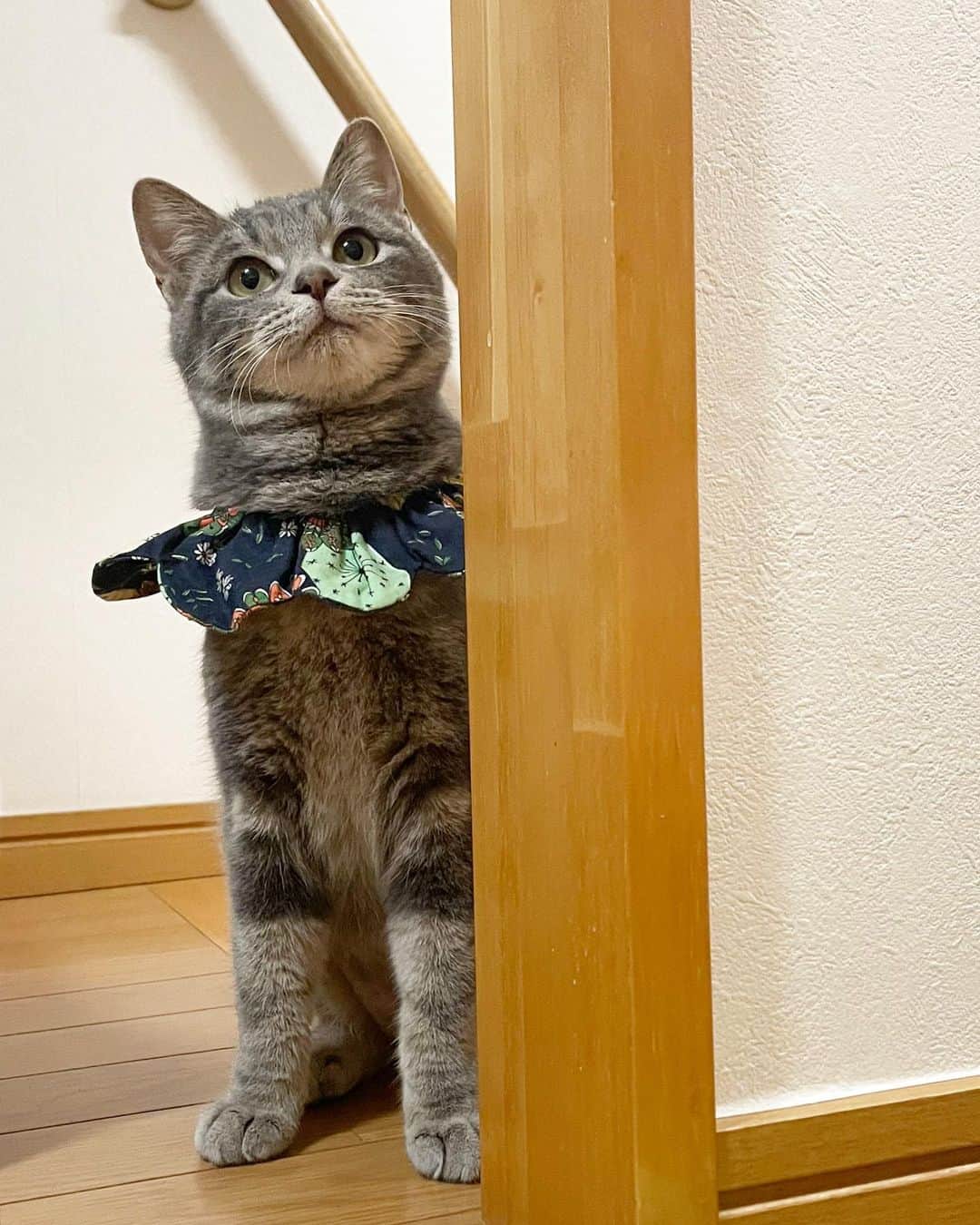 maimocotoのインスタグラム：「#ふわふわのキコ ✨今日はうんち検査もクリアできました！ そして、ケージから出て来てくれるようになりました。 私が近づくと逃げてしまうけど、 #ピコとチャキ がいると嬉しいみたいで逃げません🧡 猫が大好きな子なので、先住ちゃんがいるお家が理想です。まだ、ビビリなのでゆっくり安心してもらえるようにお世話楽しんでいきまーす♪ ＊ ＊ 『同い年の子たちがいるから、キコ、ちょっとたのしくなってきたのー♪』 ＊ ＊ #生後半年 #ザビエル首輪」