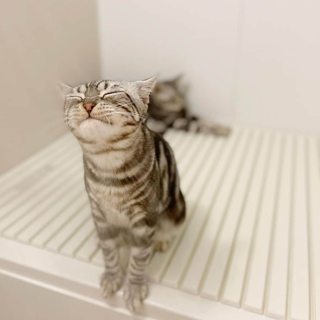 栗原恵さんのインスタグラム写真 - (栗原恵Instagram)「🌰 🦖「一日の終わりのこれがたまんないんだよねー🤤🍺」  #縁と紬🦖🦖  #アメリカンショートヘア #アメショー #保護猫 #猫のいる暮らし」1月28日 22時55分 - megumi_kurihara_official