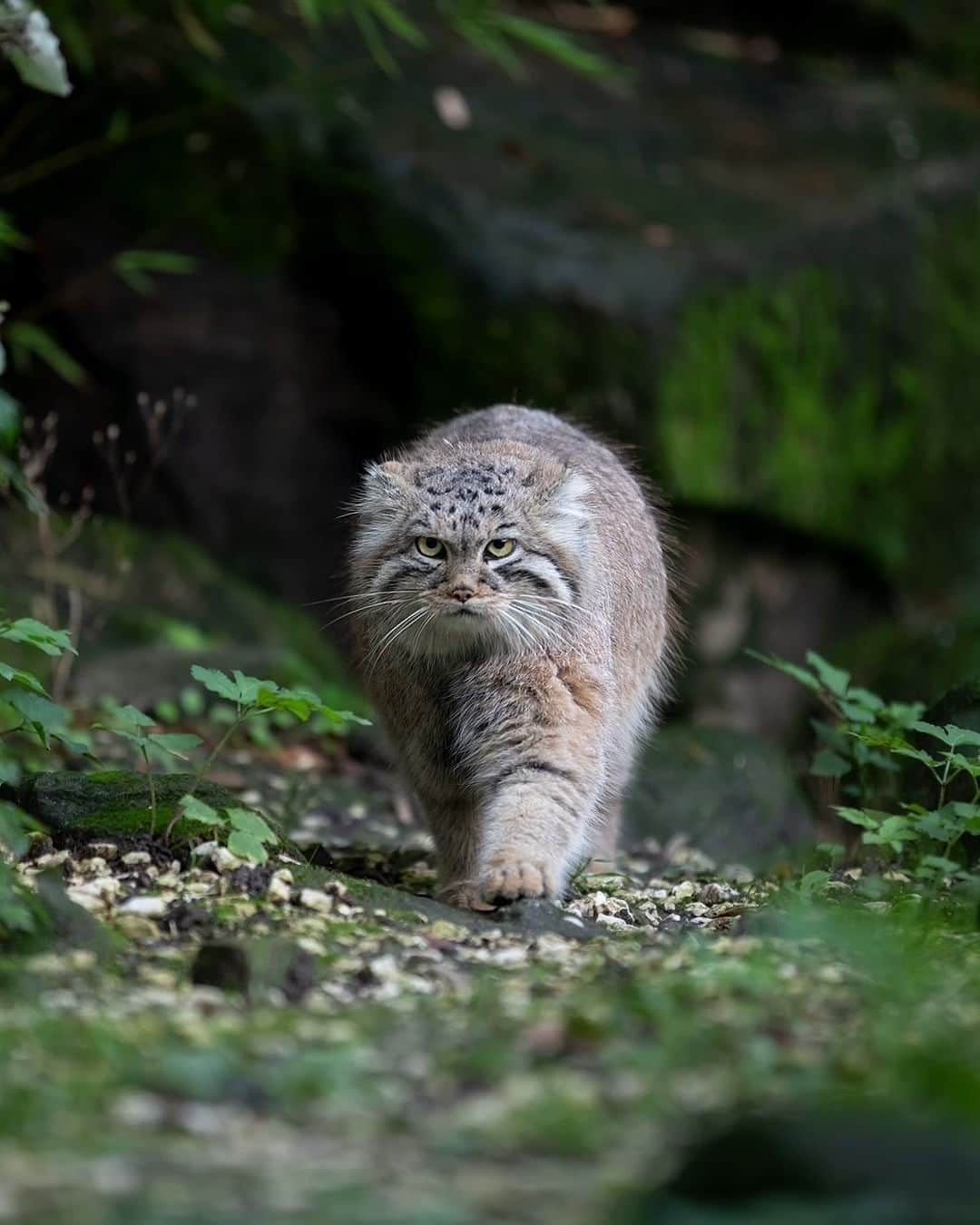 Discoveryのインスタグラム