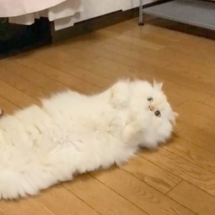 nemuru_catのインスタグラム：「#パズー  ぱっちゅんにおめでとうを ありがとうございにゃす😽 じゃらしをキャッチ出来ない ぱっちゅんでした😁 * #ねこ部#cat#cats#neko#猫#catsofinstagram#bestmeow#catlover#instagramjapan#ふわもこ部#白猫#ヒマラヤン#himalayan#ヒマラニャンズ」