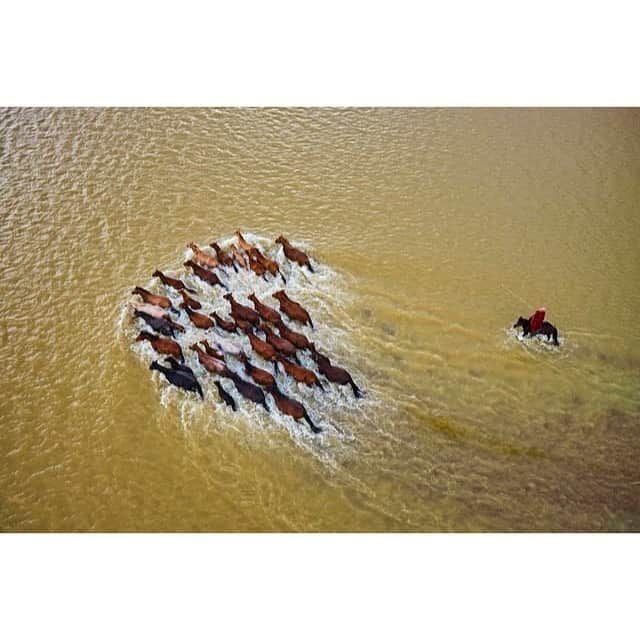 アダムのインスタグラム：「A herd of horses crosses the Orkhon River in Mongolia's Vrkhangai province. Tuul & Bruno Morandi, 2016」